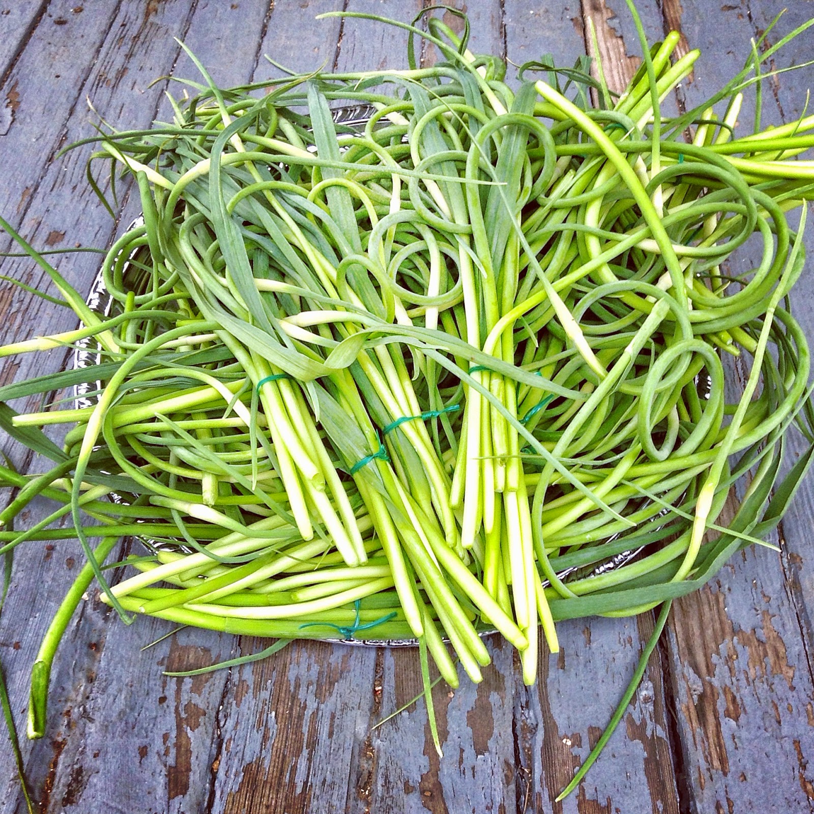 Glenn Family Gardens Harvesting and using garlic scapes
